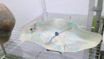 Frog Song Designs bowl with swallows design, shown at Camden Harbor Arts Festival 2017