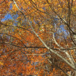 Photograph of autumn foliage, Stockbridge, Vermont