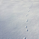 Photo of fox prints in snow