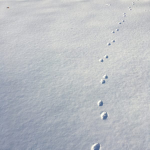 Photo of fox prints in snow
