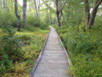 Boarwalk, Laudholm Nature Preserve, Wells, Maine