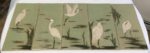 Ceramic tiles, sgraffito carved egret designs