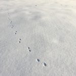 Fox prints in snow