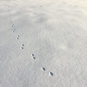Fox prints in snow