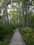 Photo of Wells Reserve at Laudholm
