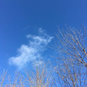Photo of trees against a winter sky