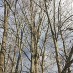 Photo of trees in winter