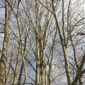 Photo of trees in winter