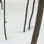 Photo of trees in winter