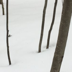 Photo of trees in winter