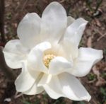 White magnolia blossom