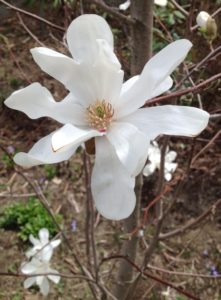 White magnolia blossom
