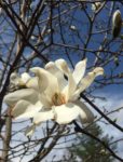 White magnolia blossom