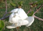 White magnolia blossom
