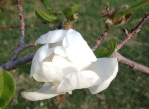 White magnolia blossom