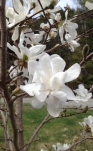White magnolia blossom