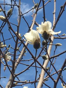 White magnolia blossoms against the sky