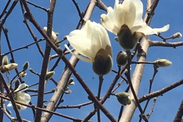 White magnolia blossoms against the sky