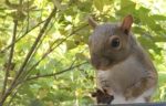 Grey squirrel photo