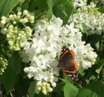 butterfly on lilac blossom
