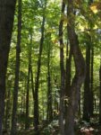 Photo of forest in summer