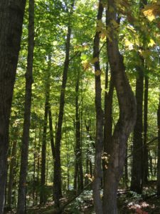 Photo of forest in summer