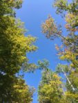 Photo of summer sky through trees