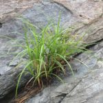 Photo of grasses and rock