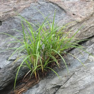 Photo of grasses and rock