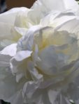 Photo of a peony blossom
