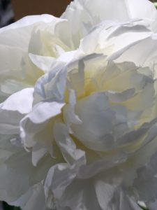 Photo of a peony blossom
