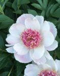 Photo of peony in bloom