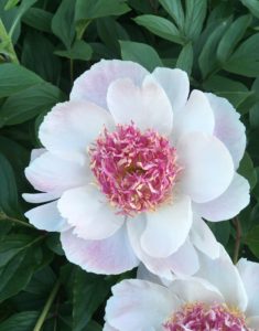 Photo of peony in bloom