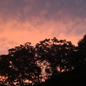 Photo of a summer sunset over trees