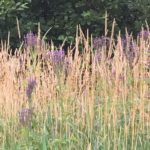 Photo of wildflowers